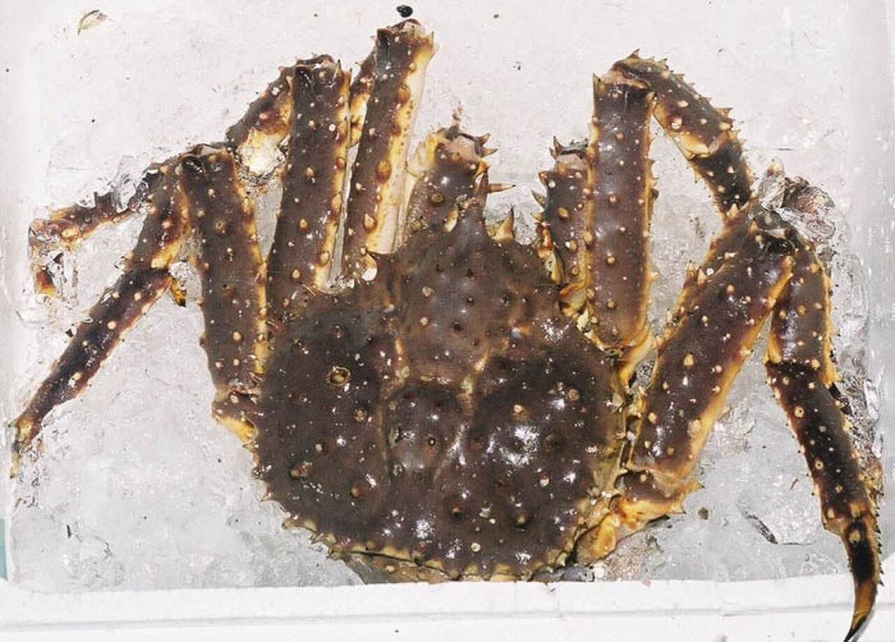 Centolla Pinza